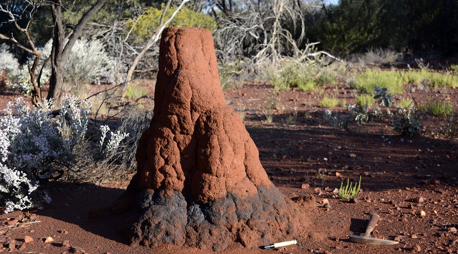 This image has an empty alt attribute; its file name is Termite-mound-manganese-crust.jpg